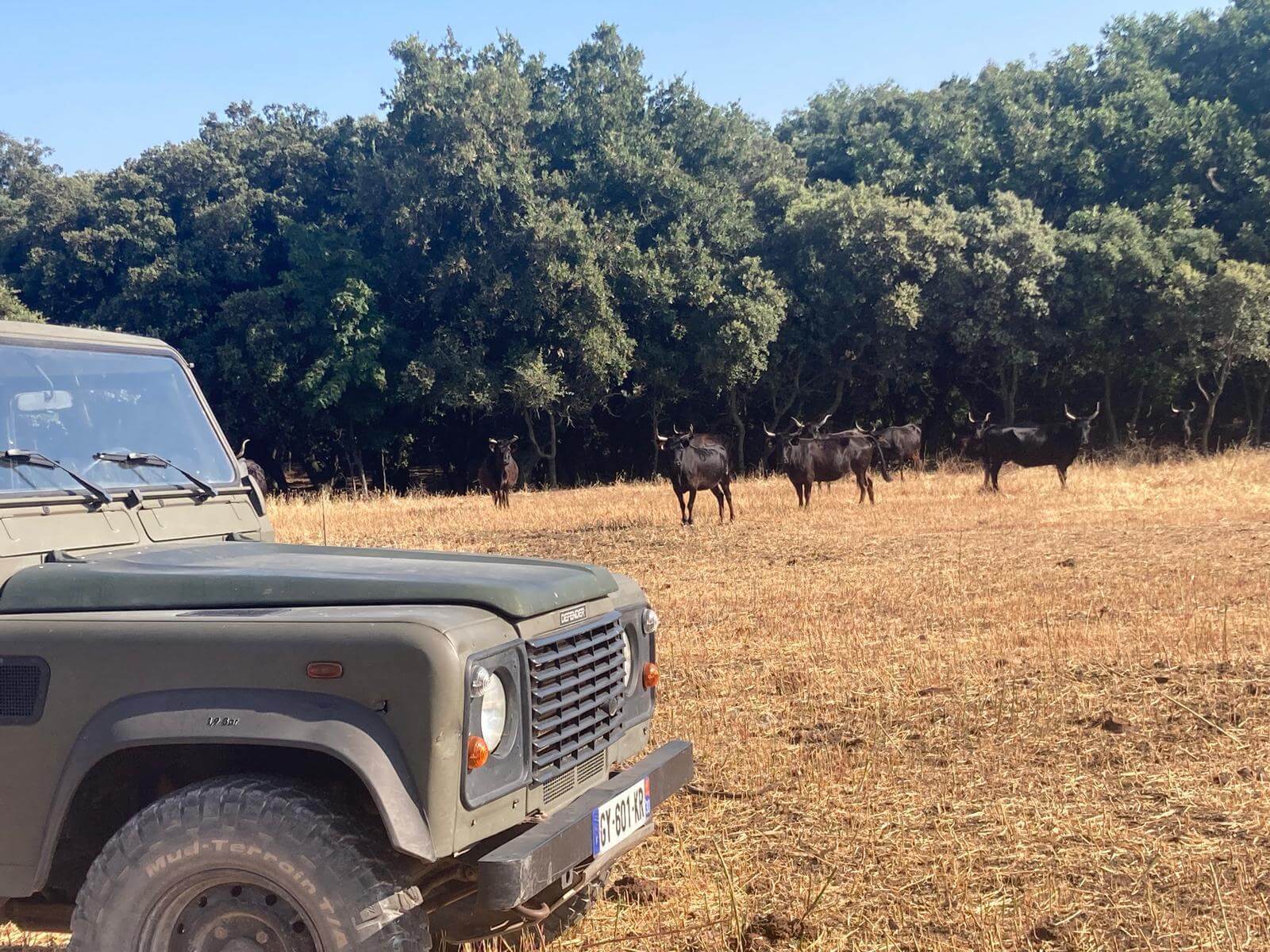 Taureaux de Camargue