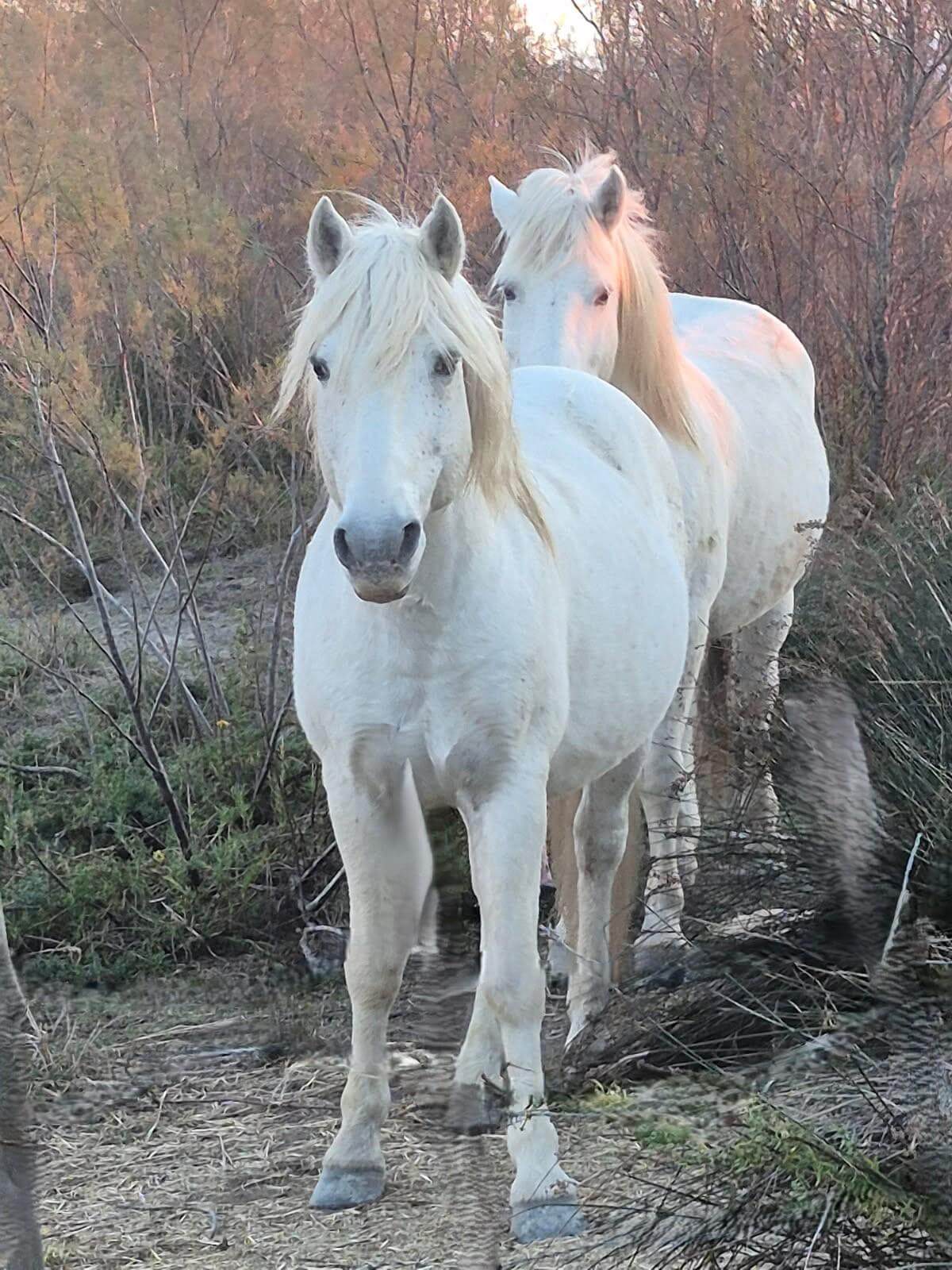 Chevaux blancs