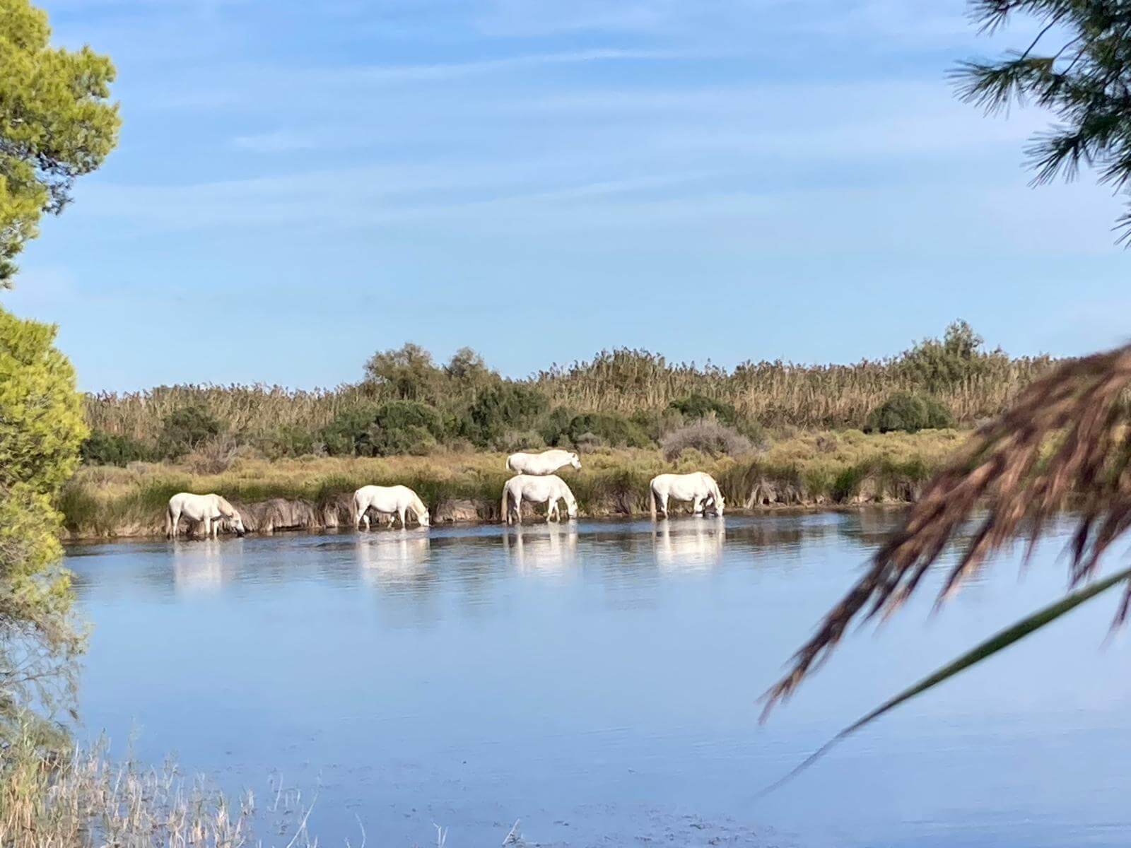 Chevaux blancs de Camargue