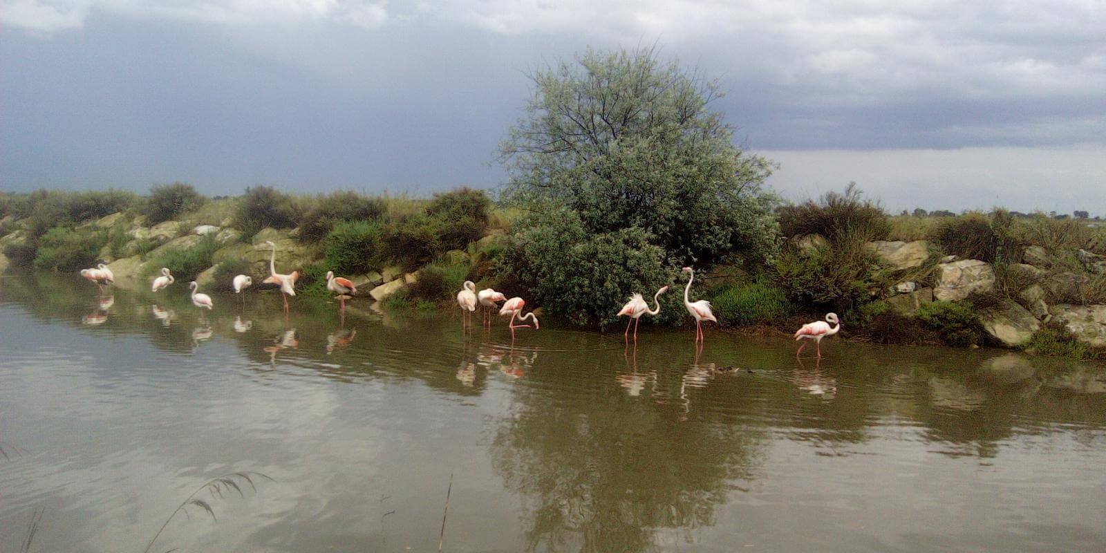 Flamants roses